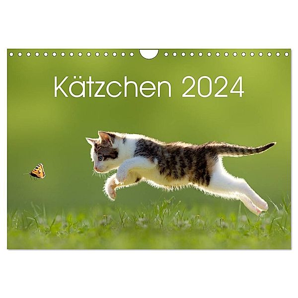Kätzchen 2024 (Wandkalender 2024 DIN A4 quer), CALVENDO Monatskalender, Leoba
