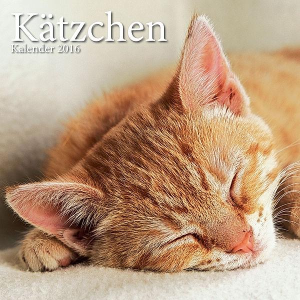 Kätzchen Broschurkalender 2016