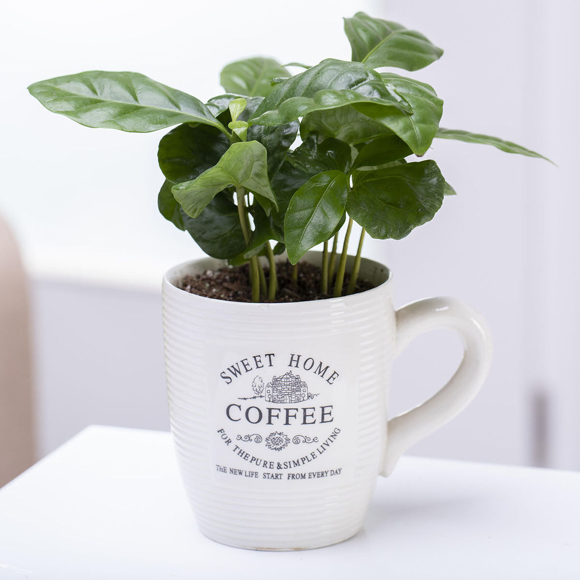 Kaffeepflanze Coffea Arabica inkl. Kaffeetasse | Weltbild.de