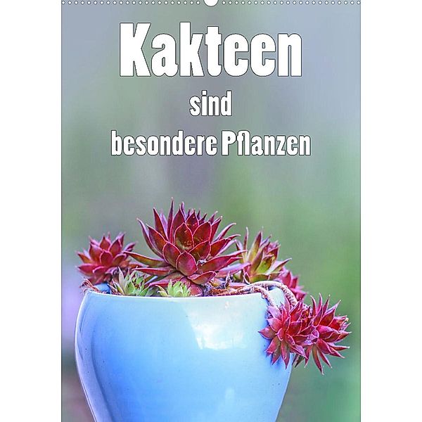 Kakteen sind besondere Pflanzen (Wandkalender 2023 DIN A2 hoch), Liselotte Brunner-Klaus