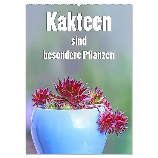 Kakteen sind besondere Pflanzen (Wandkalender 2024 DIN A2 hoch), CALVENDO Monatskalender, Liselotte Brunner-Klaus