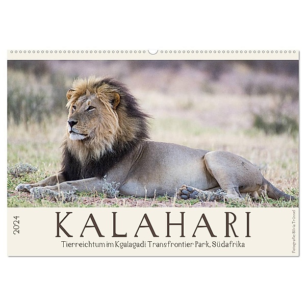 Kalahari - Tierreichtum im Kgalagadi Transfrontier Park, Südafrika (Wandkalender 2024 DIN A2 quer), CALVENDO Monatskalender, Silvia Trüssel