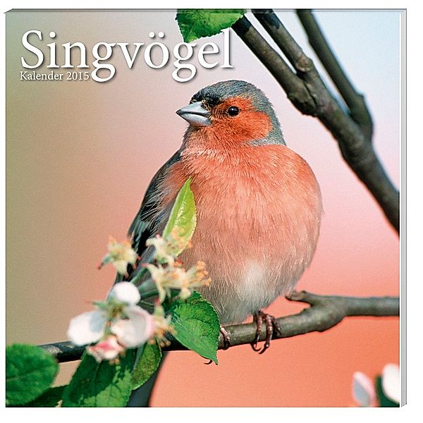 Kalender Singvögel 2015 - Broschur