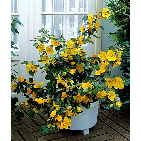 Kalifornischer Flieder gelb blühend, 1 Pflanze