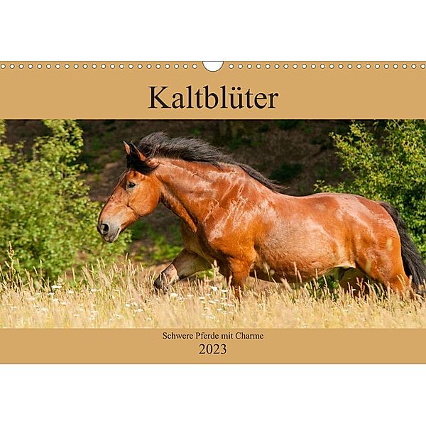 Kaltblüter - Schwere Pferde mit Charme (Wandkalender 2023 DIN A3 quer), Meike Bölts