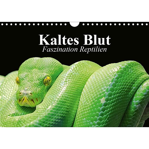 Kaltes Blut. Faszination Reptilien (Wandkalender 2021 DIN A4 quer), Elisabeth Stanzer