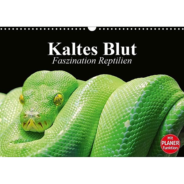 Kaltes Blut. Faszination Reptilien (Wandkalender 2021 DIN A3 quer), Elisabeth Stanzer