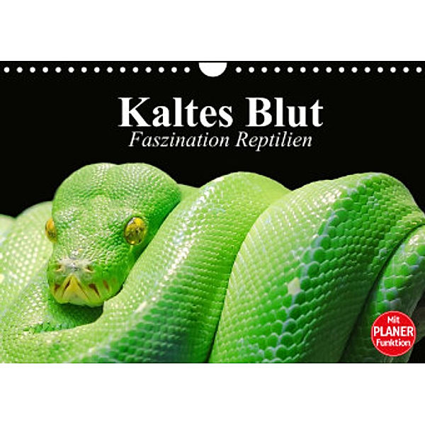 Kaltes Blut. Faszination Reptilien (Wandkalender 2022 DIN A4 quer), Elisabeth Stanzer