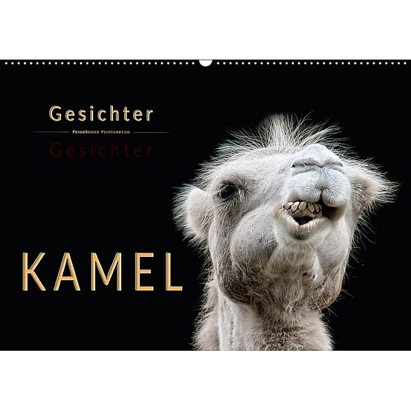 Kamel Gesichter (Wandkalender 2018 DIN A2 quer), Peter Roder