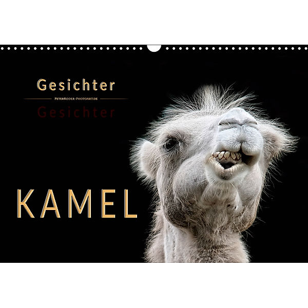 Kamel Gesichter (Wandkalender 2019 DIN A3 quer), Peter Roder