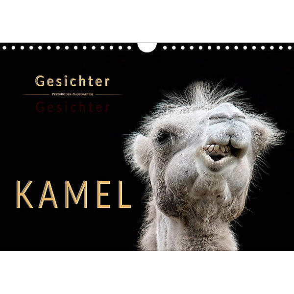 Kamel Gesichter (Wandkalender 2019 DIN A4 quer), Peter Roder