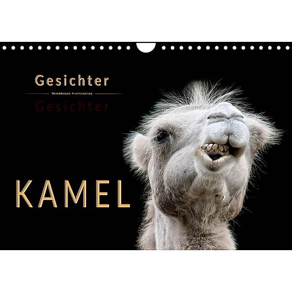 Kamel Gesichter (Wandkalender 2023 DIN A4 quer), Peter Roder