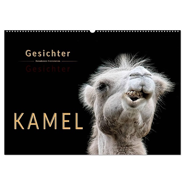 Kamel Gesichter (Wandkalender 2024 DIN A2 quer), CALVENDO Monatskalender, Peter Roder