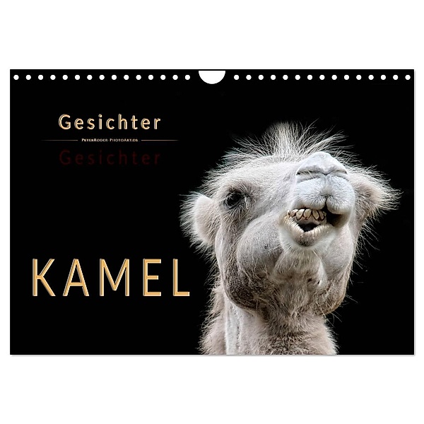 Kamel Gesichter (Wandkalender 2024 DIN A4 quer), CALVENDO Monatskalender, Peter Roder