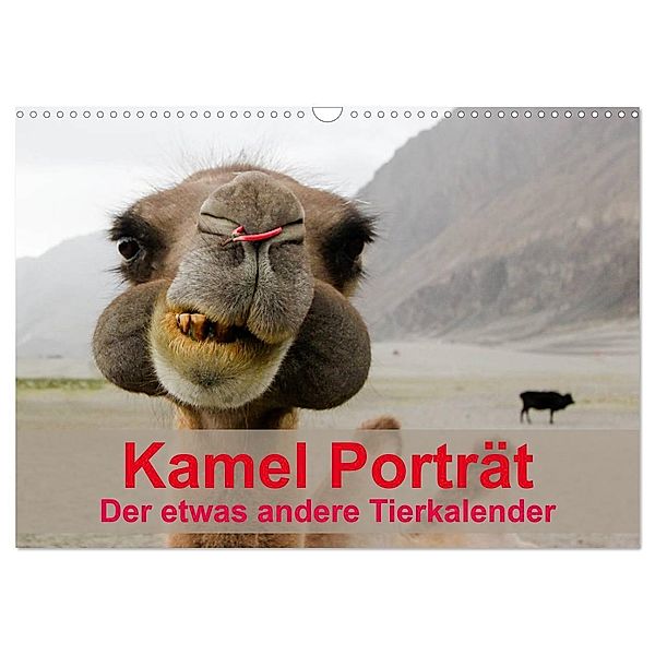 Kamel Porträt (Wandkalender 2024 DIN A3 quer), CALVENDO Monatskalender, Sven Gruse