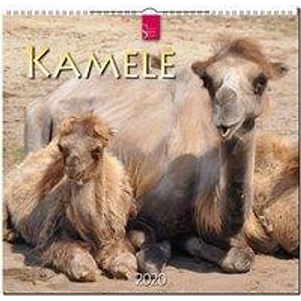 Kamele 2020