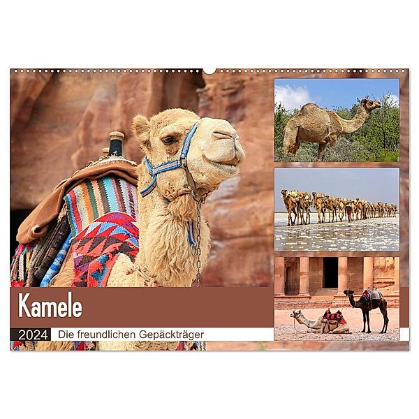 Kamele - Die freundlichen Gepäckträger (Wandkalender 2024 DIN A2 quer), CALVENDO Monatskalender, Michael Herzog