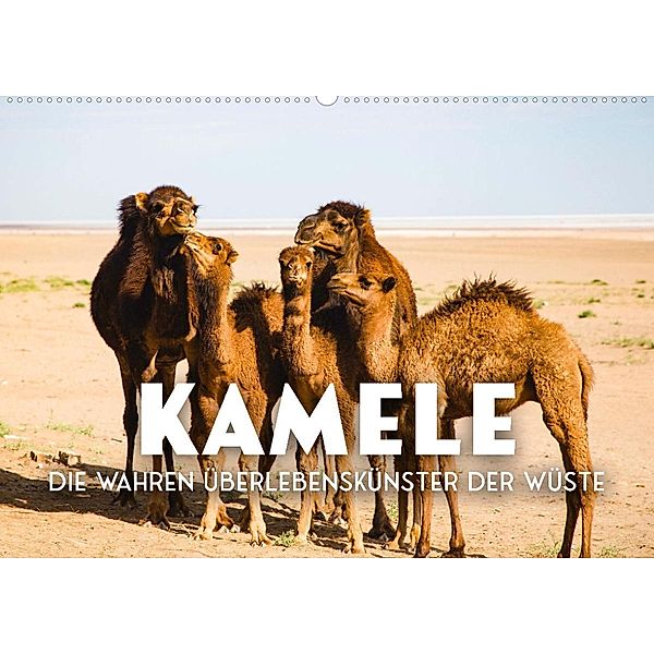 Kamele - die wahren Überlebenskünstler der Wüste. (Wandkalender 2023 DIN A2 quer), SF