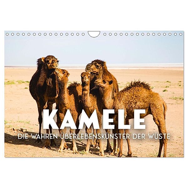 Kamele - die wahren Überlebenskünstler der Wüste. (Wandkalender 2024 DIN A4 quer), CALVENDO Monatskalender, SF
