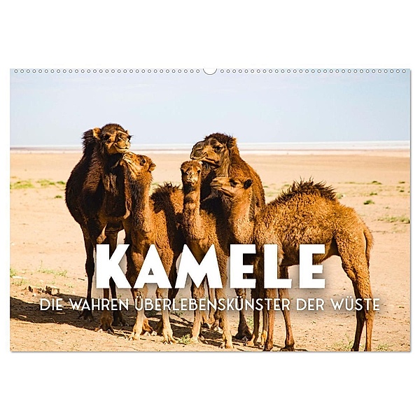 Kamele - die wahren Überlebenskünstler der Wüste. (Wandkalender 2024 DIN A2 quer), CALVENDO Monatskalender, SF