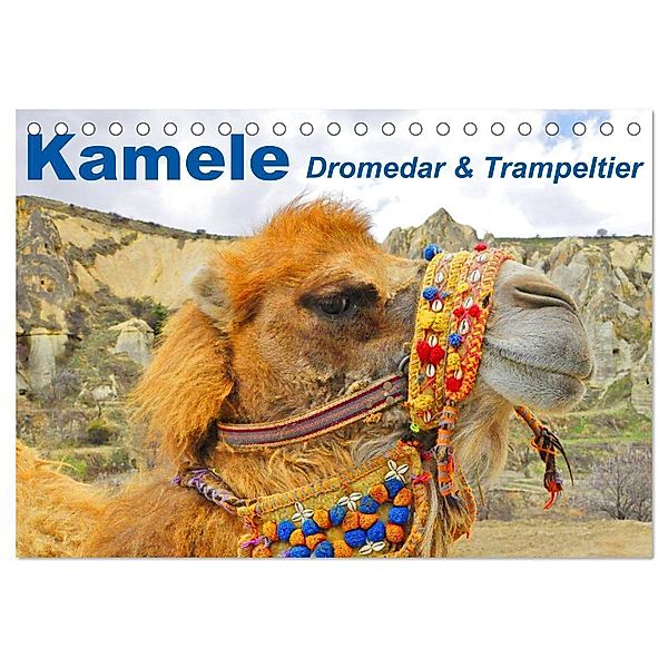 Kamele - Dromedar & Trampeltier (Tischkalender 2024 DIN A5 quer), CALVENDO Monatskalender, Elisabeth Stanzer
