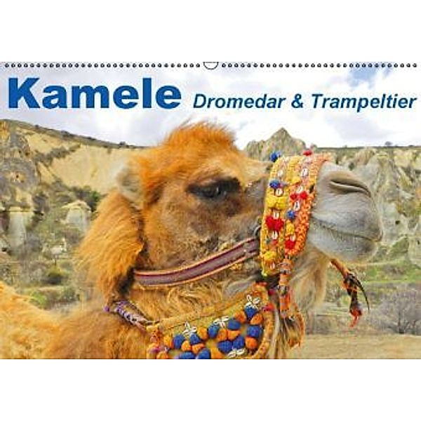 Kamele - Dromedar & Trampeltier (Wandkalender 2016 DIN A2 quer), Elisabeth Stanzer