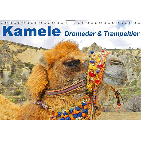 Kamele - Dromedar & Trampeltier (Wandkalender 2018 DIN A4 quer), Elisabeth Stanzer