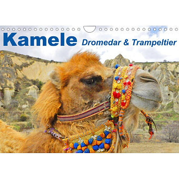 Kamele - Dromedar & Trampeltier (Wandkalender 2022 DIN A4 quer), Elisabeth Stanzer