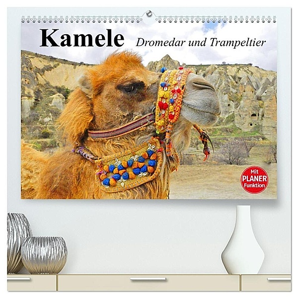 Kamele. Dromedar und Trampeltier (hochwertiger Premium Wandkalender 2024 DIN A2 quer), Kunstdruck in Hochglanz, Elisabeth Stanzer