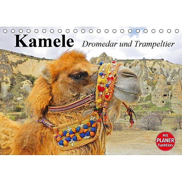 Kamele. Dromedar und Trampeltier (Tischkalender 2020 DIN A5 quer), Elisabeth Stanzer