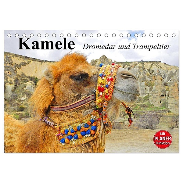 Kamele. Dromedar und Trampeltier (Tischkalender 2024 DIN A5 quer), CALVENDO Monatskalender, Elisabeth Stanzer