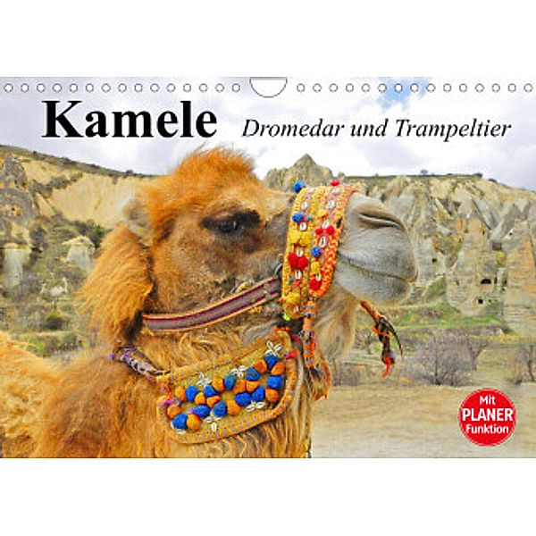 Kamele. Dromedar und Trampeltier (Wandkalender 2022 DIN A4 quer), Elisabeth Stanzer