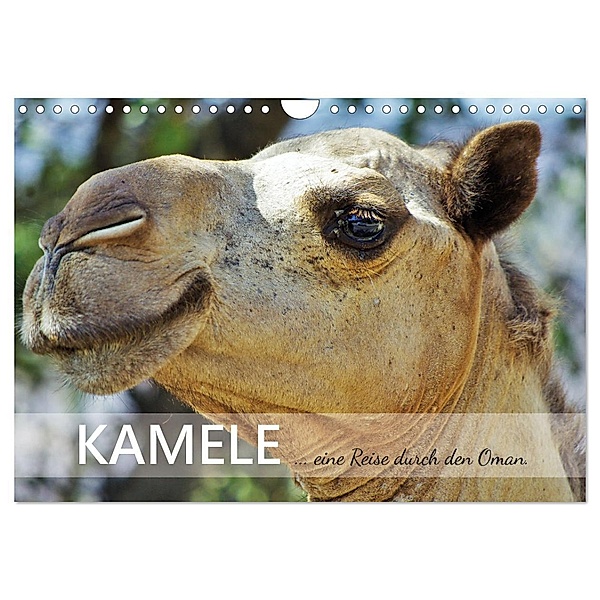 KAMELE... eine Reise durch den Oman. (Wandkalender 2025 DIN A4 quer), CALVENDO Monatskalender, Calvendo, Sabine Reining