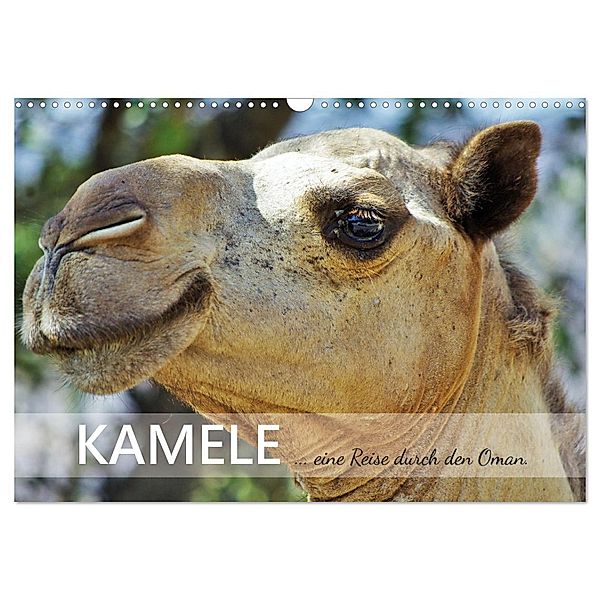 KAMELE... eine Reise durch den Oman. (Wandkalender 2025 DIN A3 quer), CALVENDO Monatskalender, Calvendo, Sabine Reining