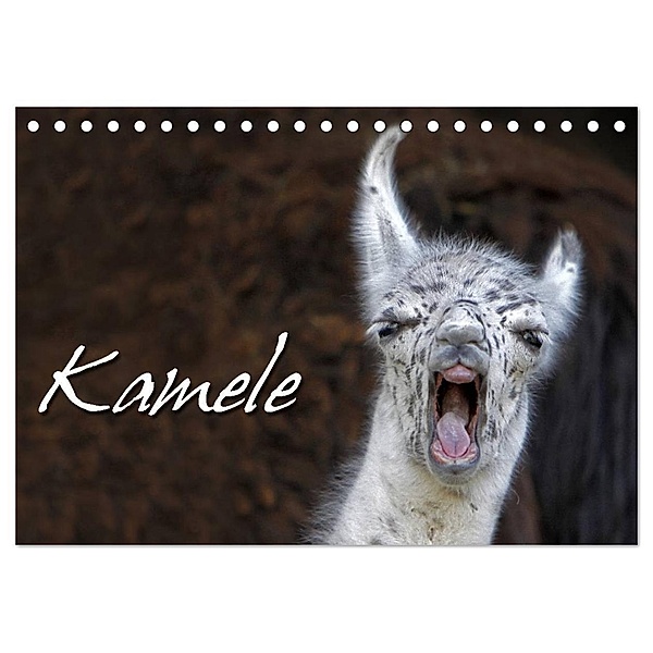 Kamele (Tischkalender 2024 DIN A5 quer), CALVENDO Monatskalender, Martina Berg