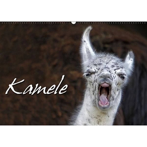 Kamele (Wandkalender 2015 DIN A2 quer), Martina Berg