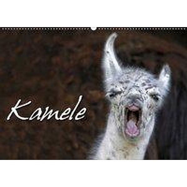 Kamele (Wandkalender 2019 DIN A2 quer), Martina Berg