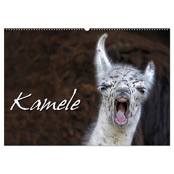 Kamele (Wandkalender 2024 DIN A2 quer), CALVENDO Monatskalender, Martina Berg
