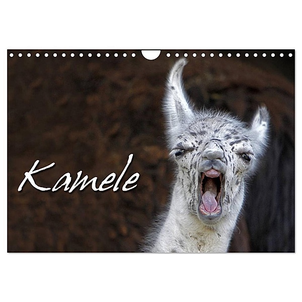 Kamele (Wandkalender 2024 DIN A4 quer), CALVENDO Monatskalender, Martina Berg