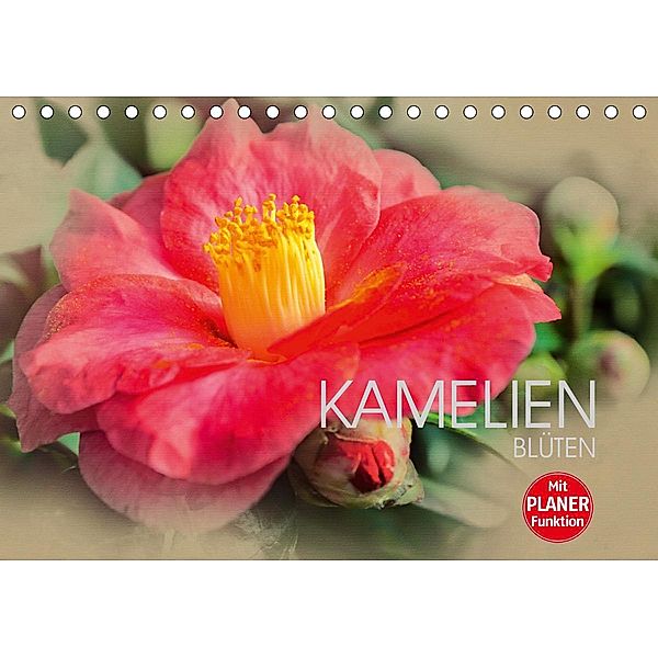 Kamelien Blüten (Tischkalender 2020 DIN A5 quer), Dirk Meutzner