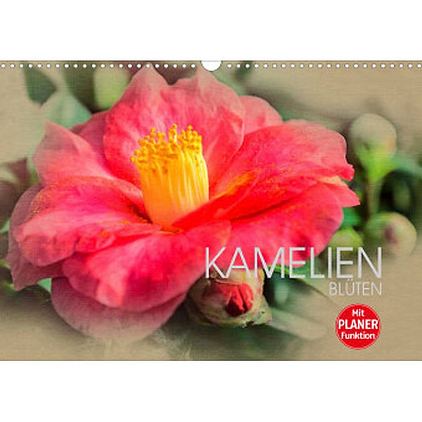 Kamelien Blüten (Wandkalender 2023 DIN A3 quer), Dirk Meutzner