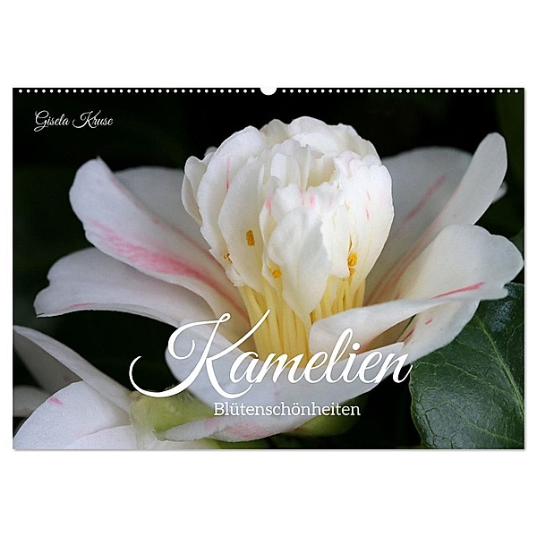 Kamelien - Blütenschönheiten (Wandkalender 2024 DIN A2 quer), CALVENDO Monatskalender, Gisela Kruse