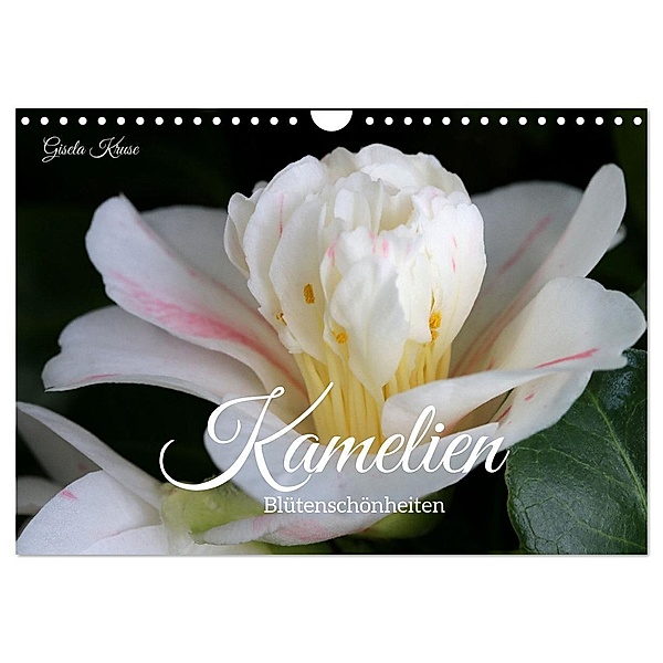 Kamelien - Blütenschönheiten (Wandkalender 2024 DIN A4 quer), CALVENDO Monatskalender, Gisela Kruse