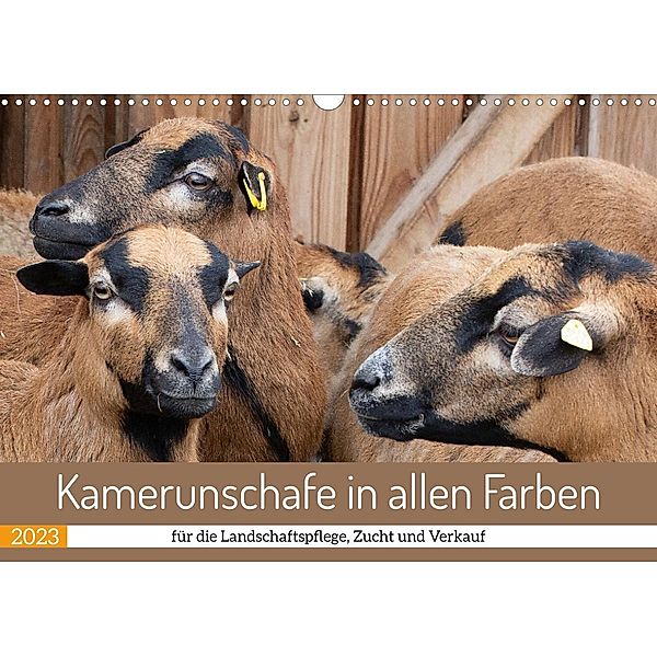 Kamerunschafe in allen Farben (Wandkalender 2023 DIN A3 quer), Marion Sixt