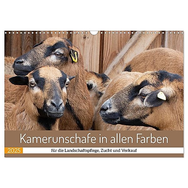 Kamerunschafe in allen Farben (Wandkalender 2025 DIN A3 quer), CALVENDO Monatskalender, Calvendo, Marion Sixt