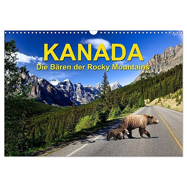 KANADA - Die Bären der Rocky Mountains (Wandkalender 2025 DIN A3 quer), CALVENDO Monatskalender, Calvendo, Hans-Gerhard Pfaff