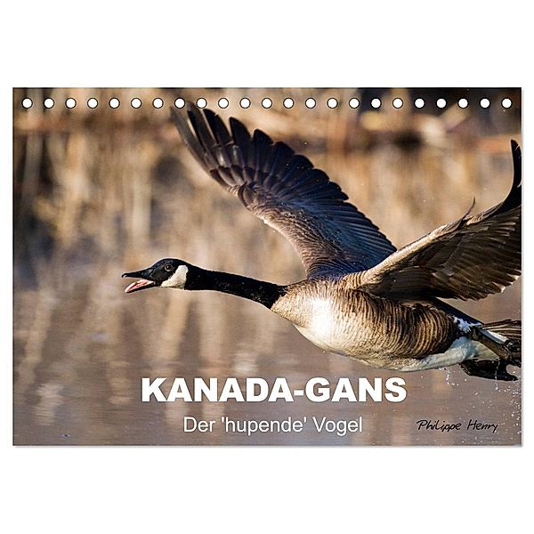 KANADA-GANS - Der 'hupende' Vogel (Tischkalender 2024 DIN A5 quer), CALVENDO Monatskalender, Philippe Henry