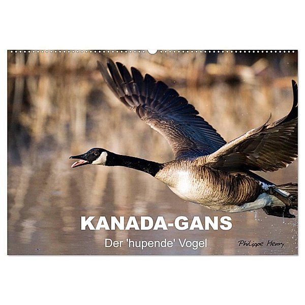 KANADA-GANS - Der 'hupende' Vogel (Wandkalender 2024 DIN A2 quer), CALVENDO Monatskalender, Philippe Henry