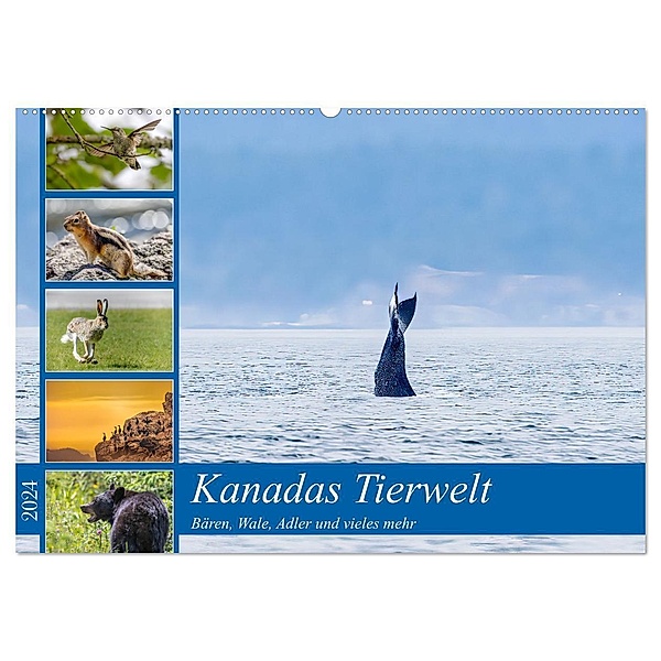Kanadas Tierwelt - Bären, Wale und vieles mehr (Wandkalender 2024 DIN A2 quer), CALVENDO Monatskalender, ellenlichtenheldt
