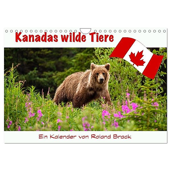 Kanadas Wilde Tiere (Wandkalender 2024 DIN A4 quer), CALVENDO Monatskalender, Roland Brack
